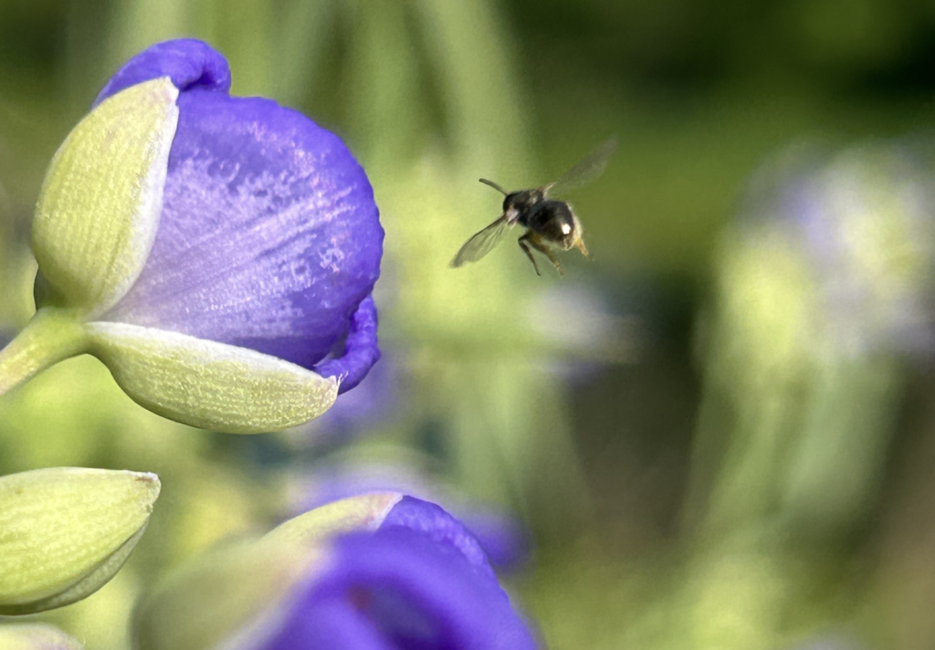Bee in flight approaching a purple flower against a softly blurred green background