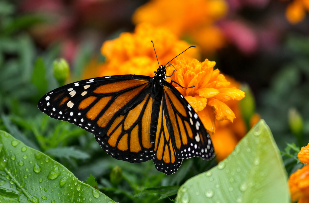 Monarch butterfly on bright orange flowers